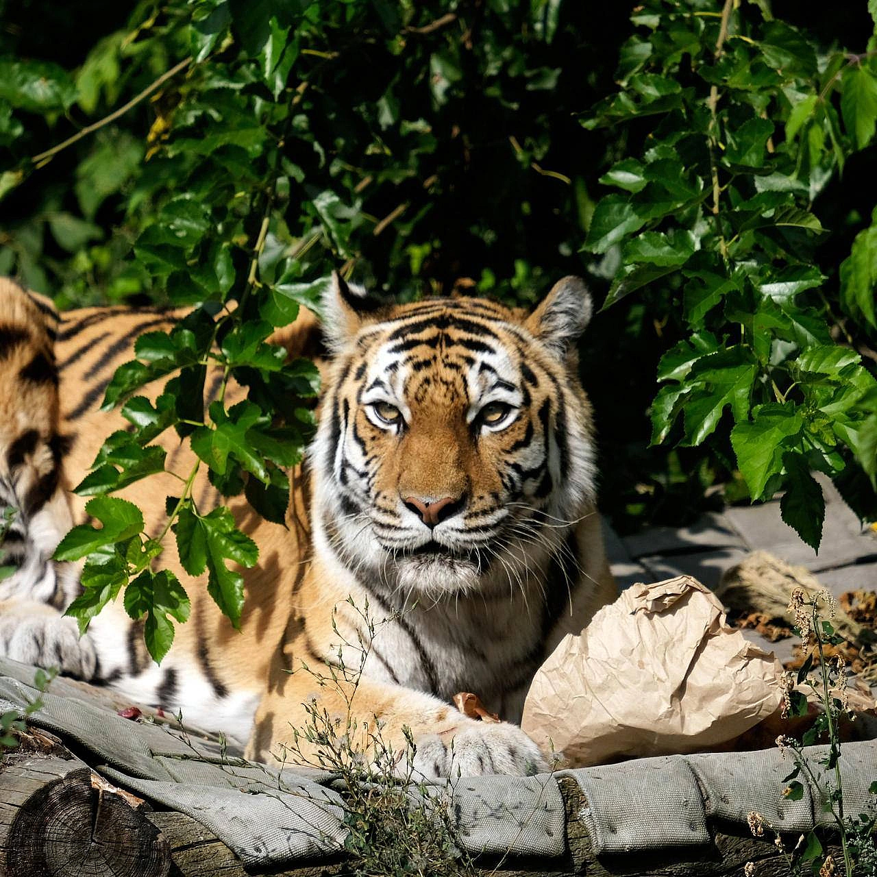 🐯🎉Тигри КиївЗоо Рена та Малюк святкують своє 18-річчяЦе дуже поважний вік для тигрів. За цією цифрою – щоденна кропітка робота... - на we.ua