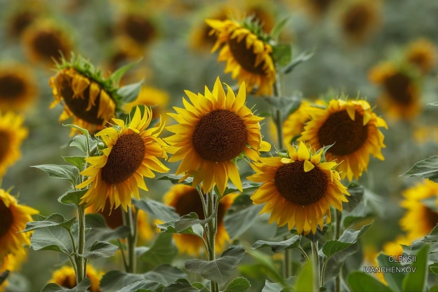 Сонячники #роботарепортер #сонячник #україна #ukraine #sunflower - на we.ua
