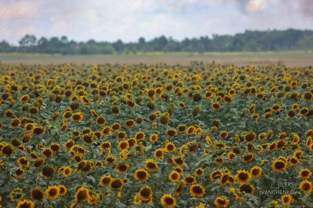 Сонячники #роботарепортер #сонячник #україна #ukraine #sunflower - на we.ua