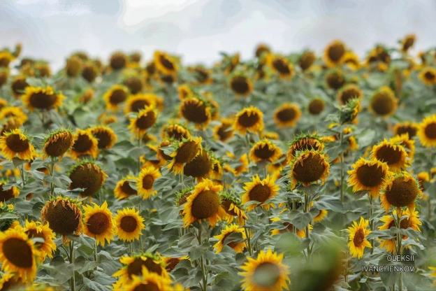 Сонячники #роботарепортер #сонячник #україна #ukraine #sunflower - на we.ua