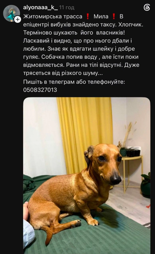 💔 У соцмережах повідомляють про велику кількість зниклих тварин внаслідок детонацій боєприпасів у селі Мила на Київщині✅ Ми у ... - на we.ua