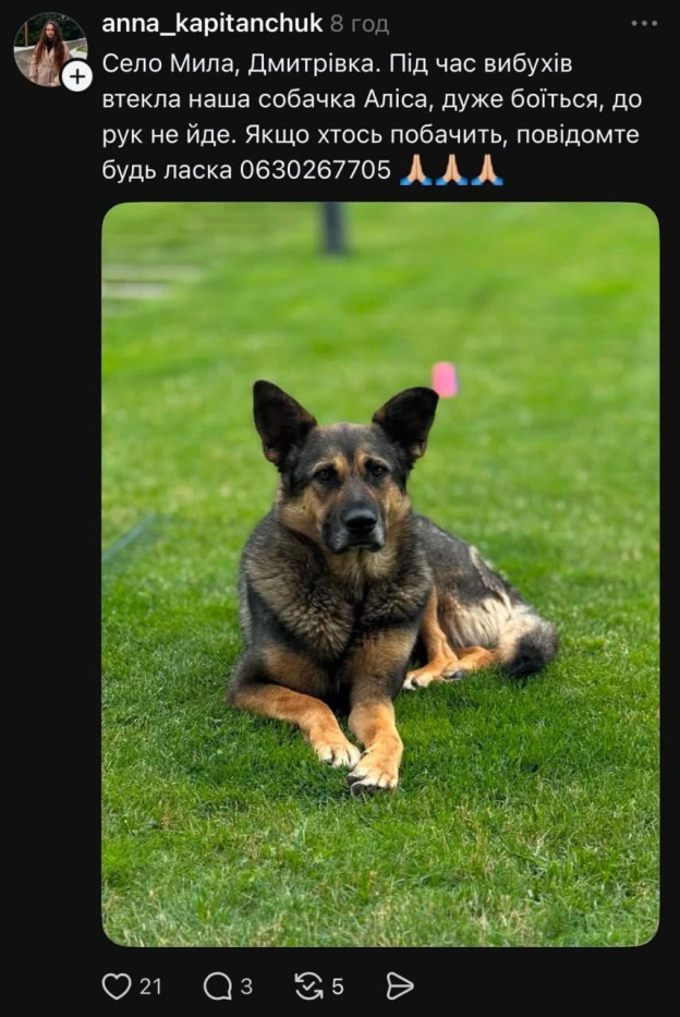💔 У соцмережах повідомляють про велику кількість зниклих тварин внаслідок детонацій боєприпасів у селі Мила на Київщині✅ Ми у ... - на we.ua