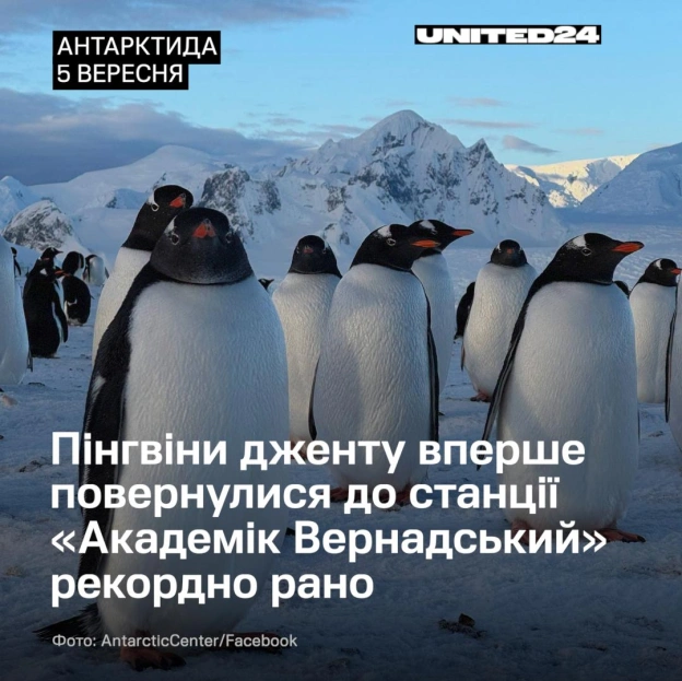 Історично великі колонії субантарктичних пінгвінів поверталися на острів Галіндез у період із середини вересня до середини жовтн... - на we.ua