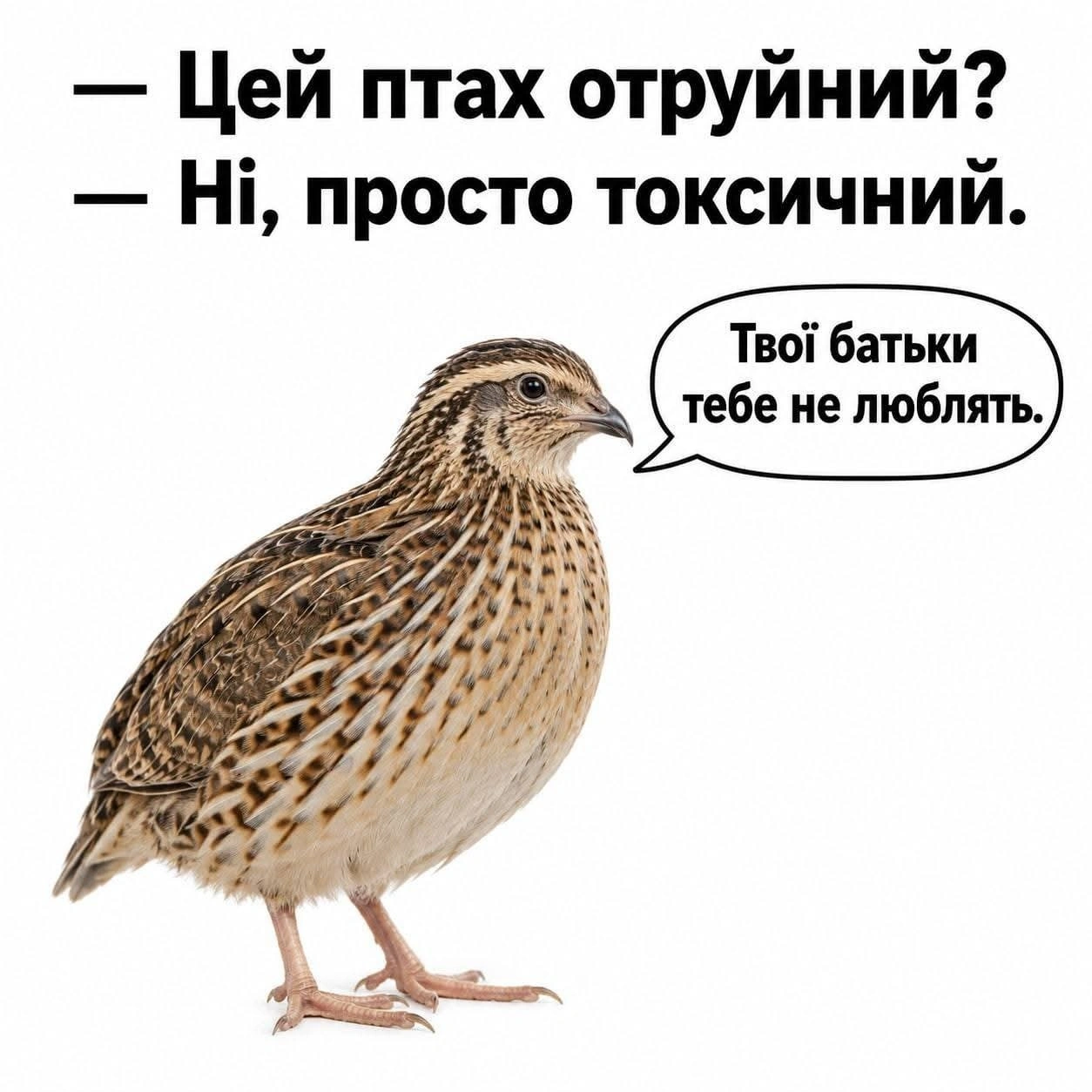 на we.ua