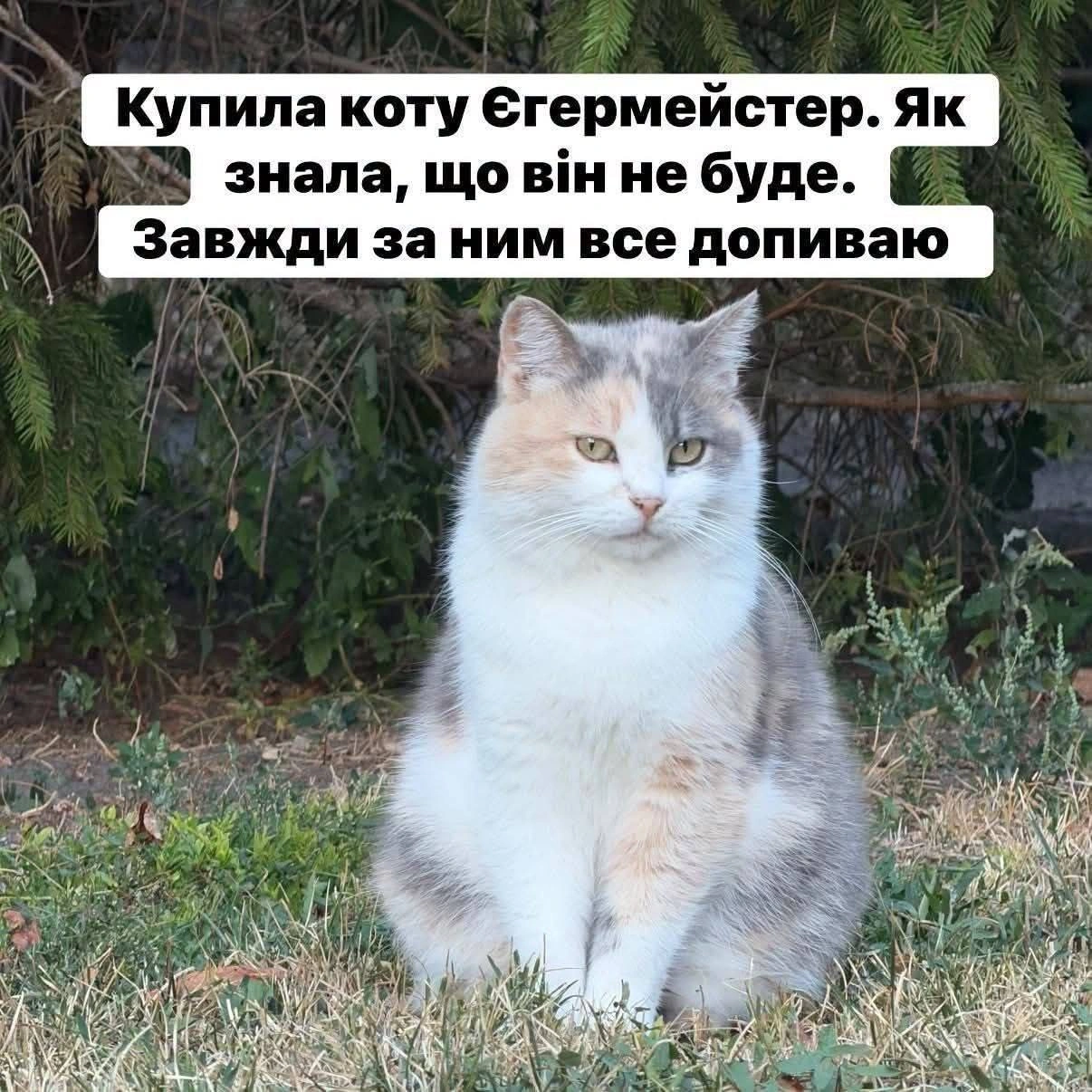Баба і Кіт on we.ua