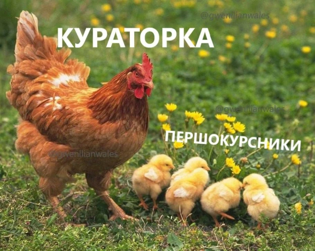 Курируємо(с) @gwenllianwales@memargam - на we.ua