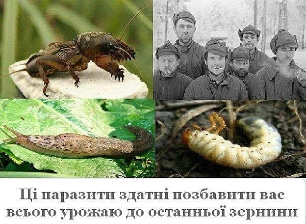 на we.ua