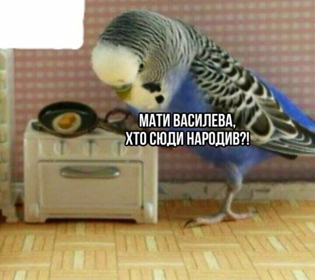 Доброго ранку!#хзчиймем@memargam - МЕМАГРАМ на we.ua