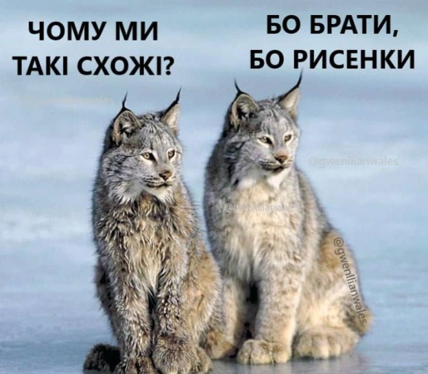 Фабрика зірок знову в моді(с) @gwenllianwales@memargam - МЕМАГРАМ на we.ua