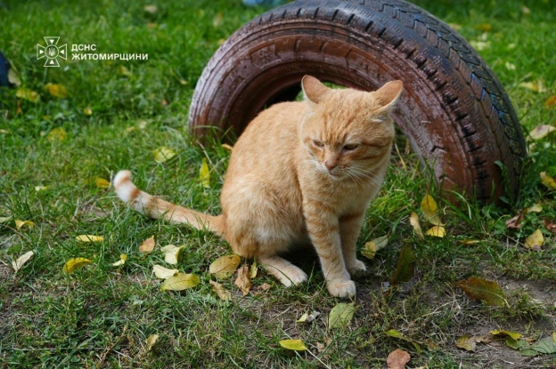 ❤️ 🐾 Хвилинка доброти: як після удару по багатоповерхівці бердичівці рятували тваринокНавіть серед тривог і руйнувань у наших ... - на we.ua