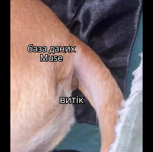 Всі підозрювали, що Muse від Meta з присмаком гівна, а тут виявилося, що він збирає детальні досьє не тільки на юзерів, а і на ї... - на we.ua
