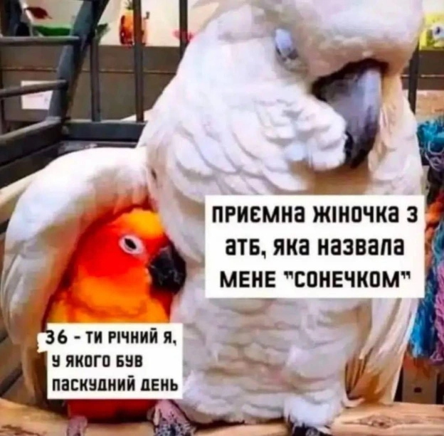 😇@memargam - on we.ua