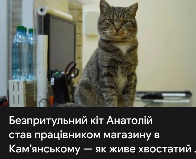 Навіть кіт знайшов собі нормальну роботу @memargam - на we.ua