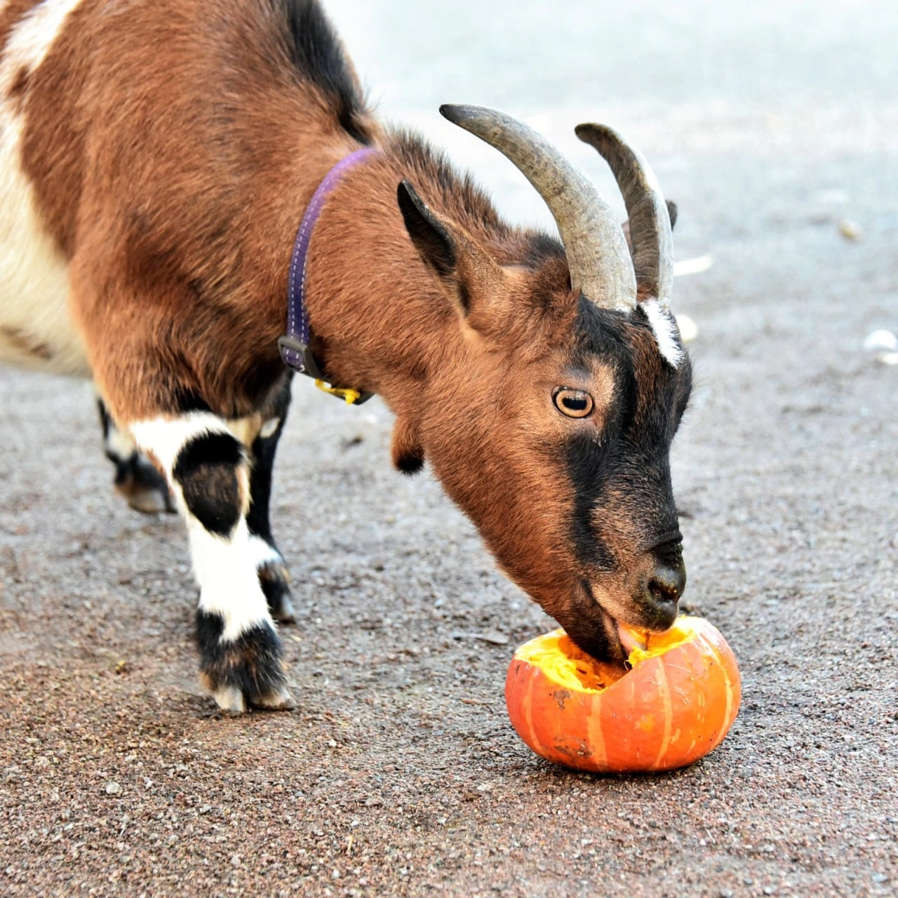 🎃24-25 жовтня у КиївЗоо продовжать \