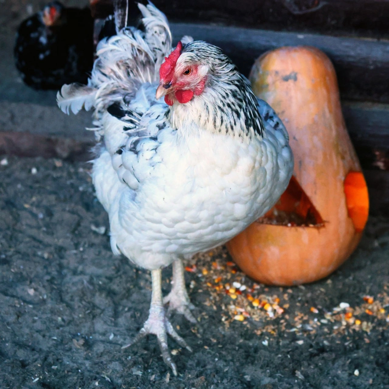 🎃24-25 жовтня у КиївЗоо продовжать \