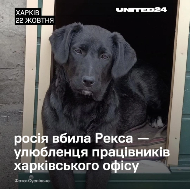 Рекс прибився до працівників офісної будівлі в Харкові ще маленьким безпритульним цуценям. Охоронець Арут Алєксанян і працівники... - на we.ua