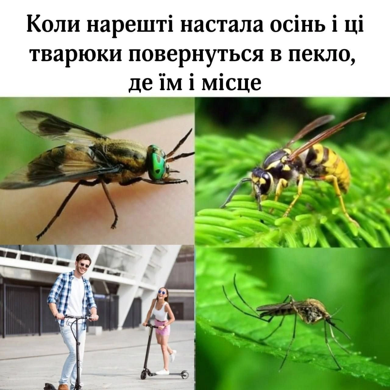 на we.ua