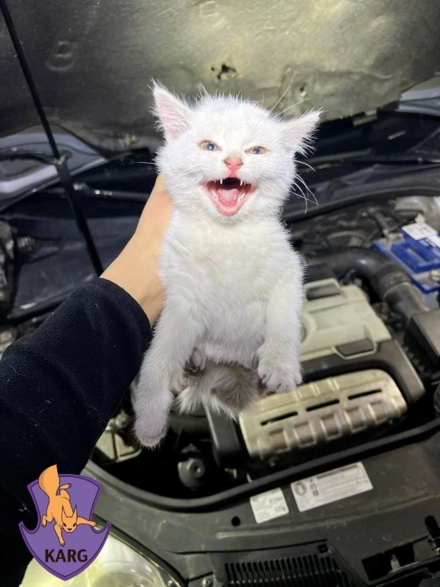 🚙🐈Перевіряйте авто перед початком руху, адже в них можуть ховатися твариниІз настанням холодів безпритульні тварини шукають те... - на we.ua