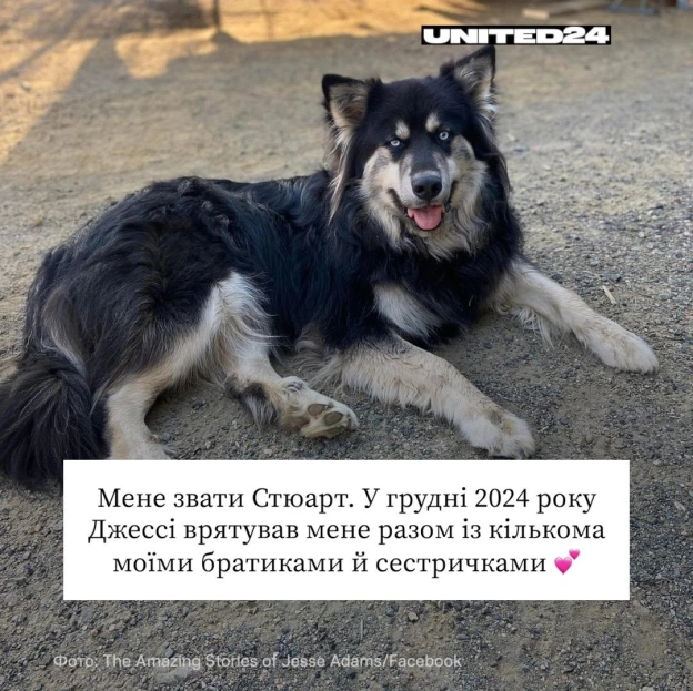 Джессі Адамс приїхав до України з Канади, щоб допомагати тим, хто цього найбільше потребував. Він рятував тварин, які найбільше ... - на we.ua