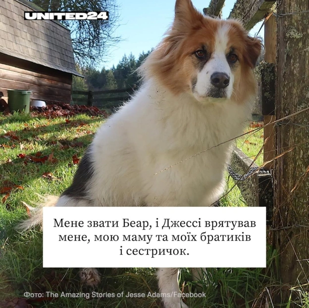 Джессі Адамс приїхав до України з Канади, щоб допомагати тим, хто цього найбільше потребував. Він рятував тварин, які найбільше ... - на we.ua