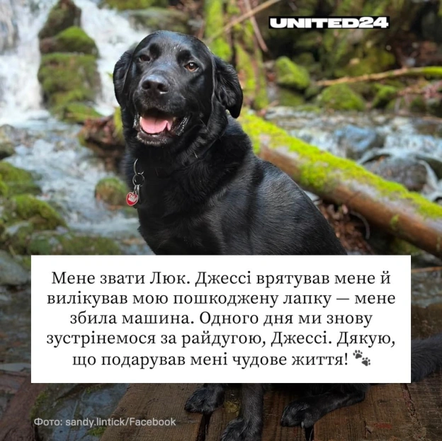Джессі Адамс приїхав до України з Канади, щоб допомагати тим, хто цього найбільше потребував. Він рятував тварин, які найбільше ... - на we.ua