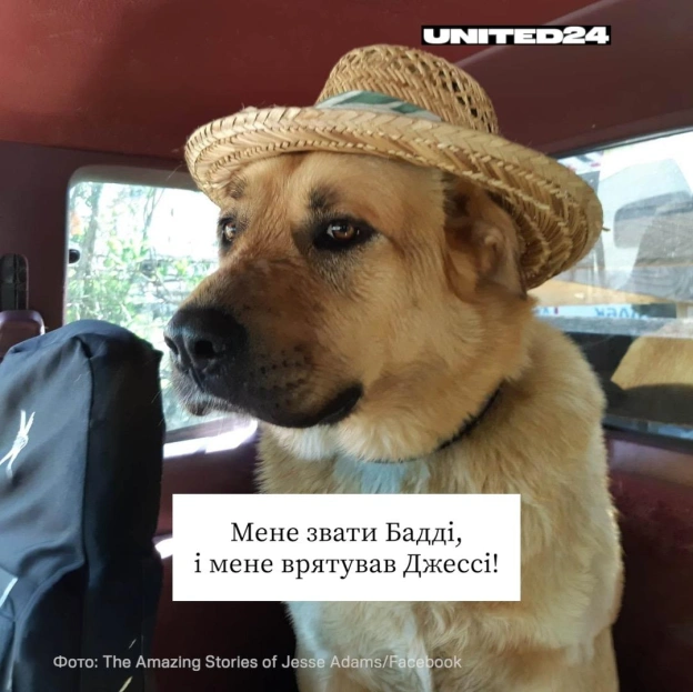 Джессі Адамс приїхав до України з Канади, щоб допомагати тим, хто цього найбільше потребував. Він рятував тварин, які найбільше ... - на we.ua